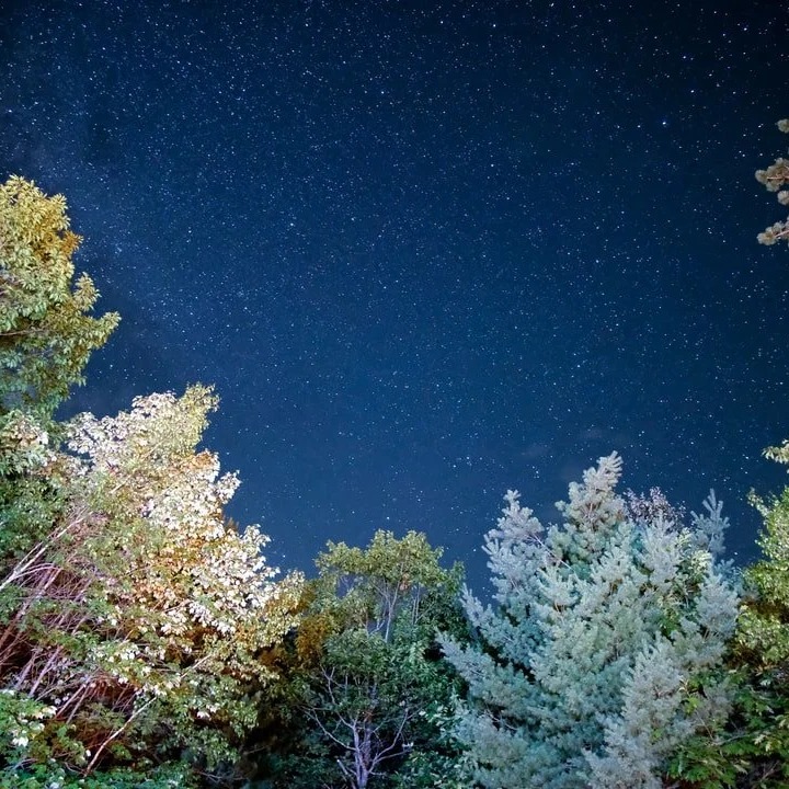 Trees against a starry sky