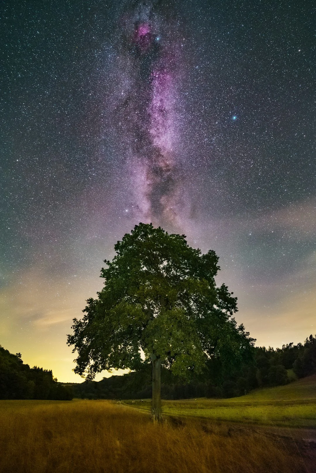 A lone oak tree beneath the Milky Way